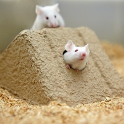 Two mice