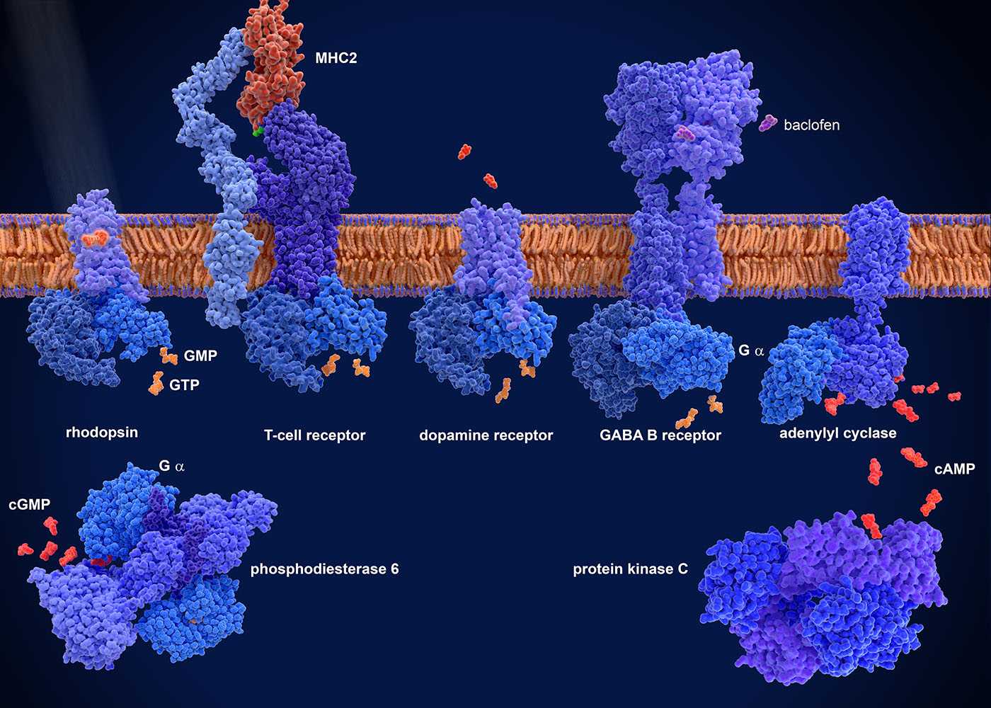 3D renderings of a collection of GABA receptors