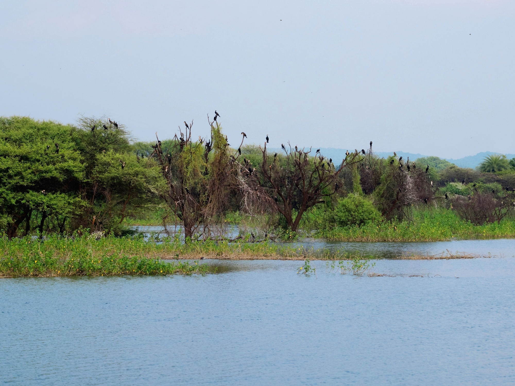 A pond in Sollakpally that was restored as part of a project managed jointly by Novartis