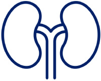 Kidneys icon