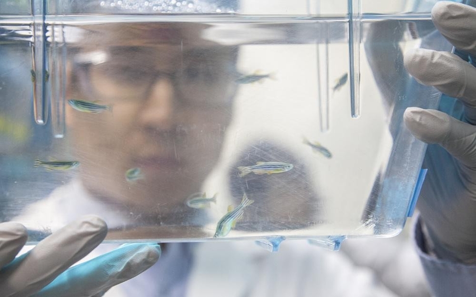 When tiny brains are best for brain research