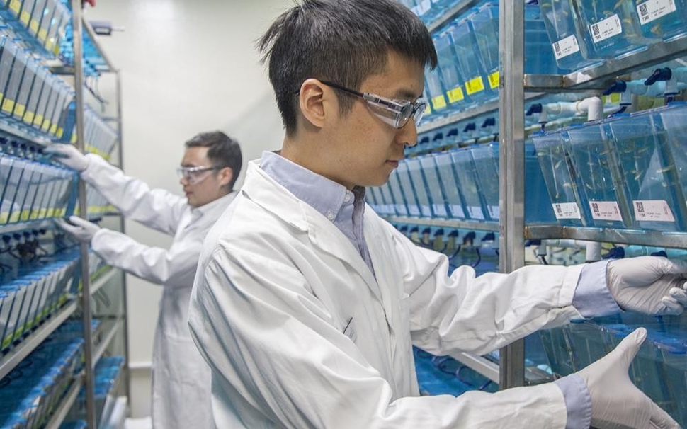 When tiny brains are best for brain research