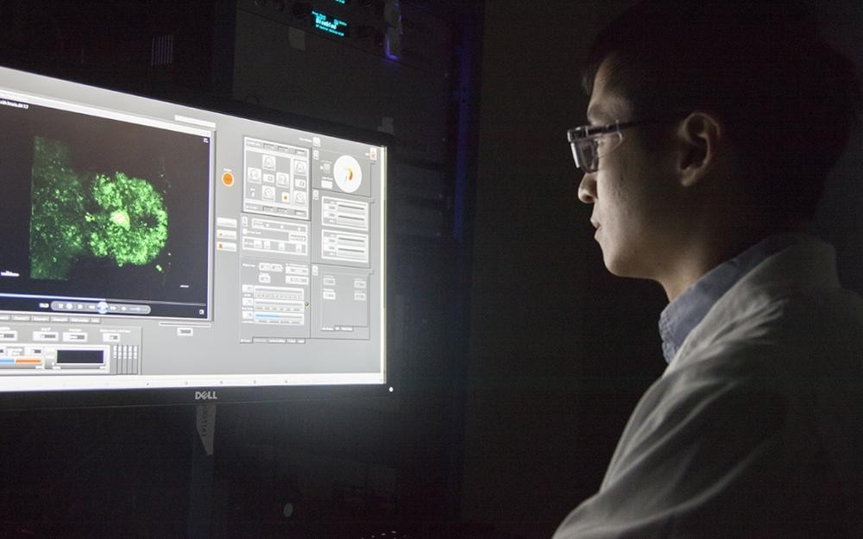 When tiny brains are best for brain research