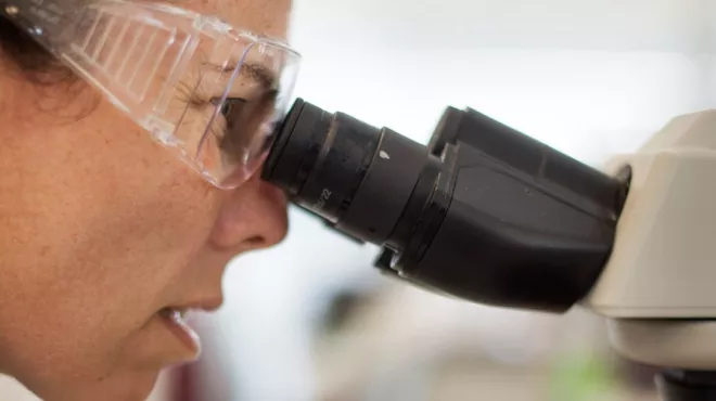 NIBR researcher Jennifer Allport-Anderson looks into a microscope