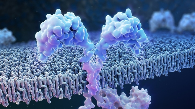 Surface of an engineered T cell