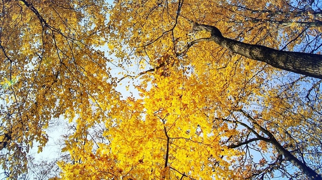 Trees