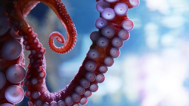 Close-up of an octopus tentacle.