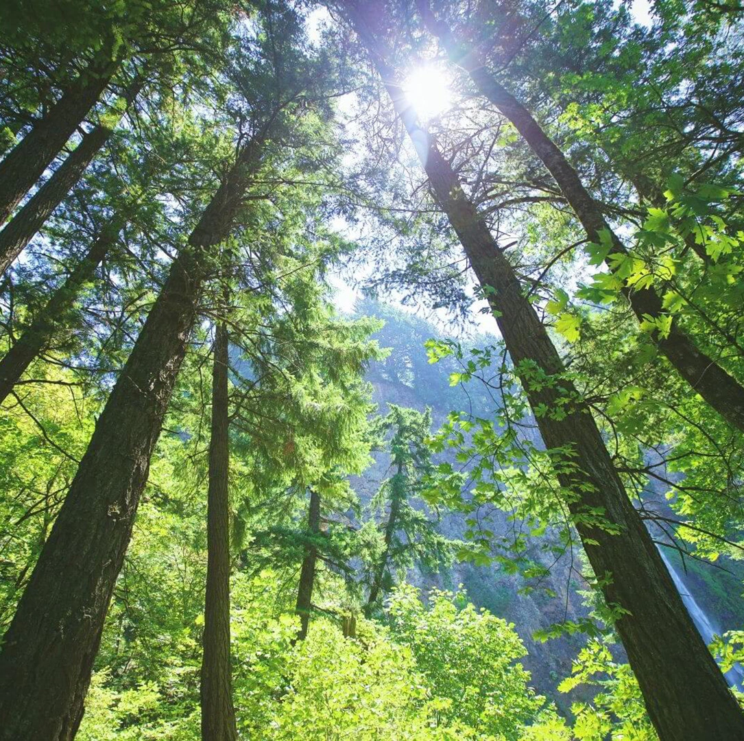 Trees seen from below