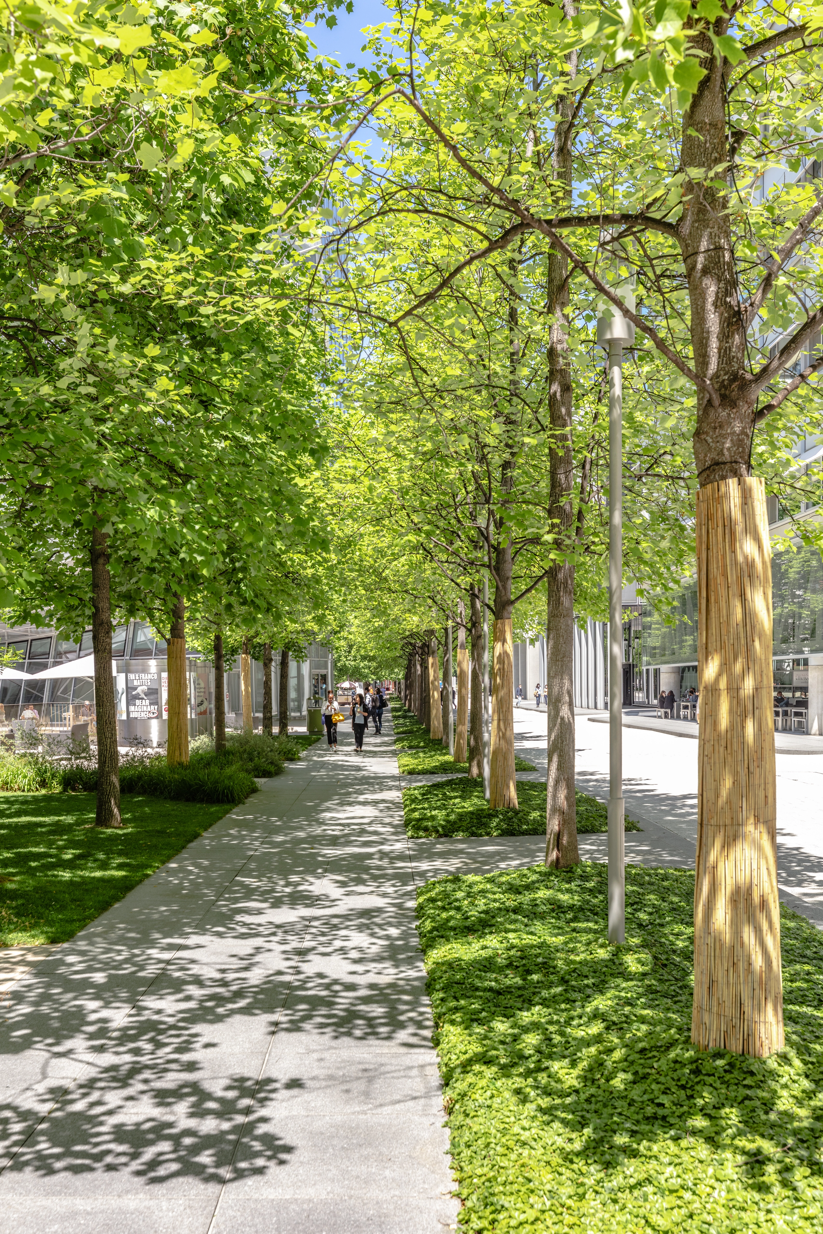 Pedestrian path with trees, Novartis Campus Basel