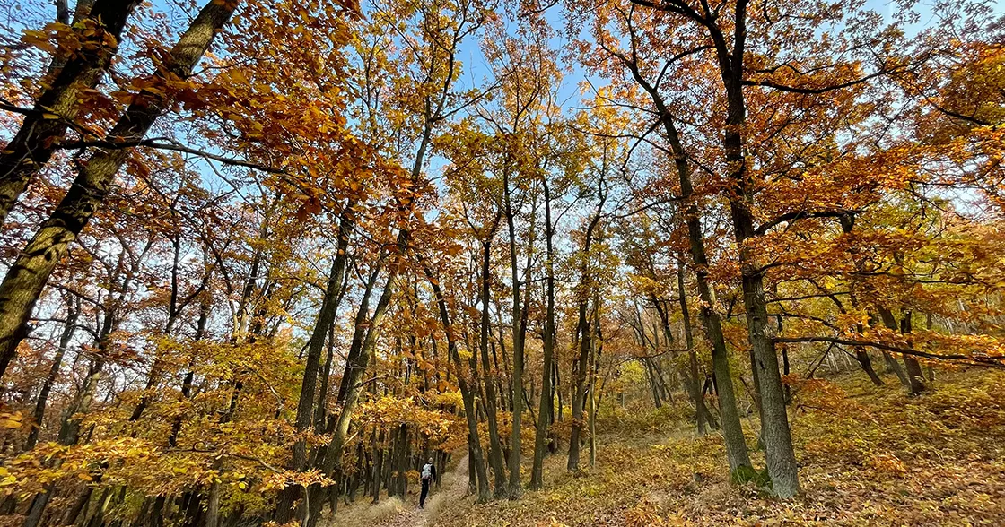 Forrest in autumn