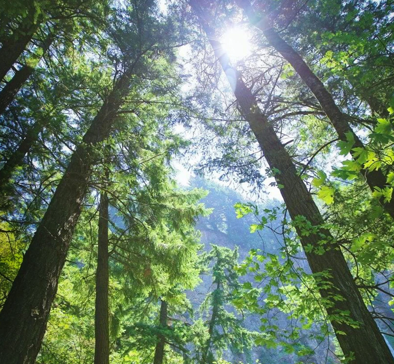 Çevresel Sürdürülebilirlik