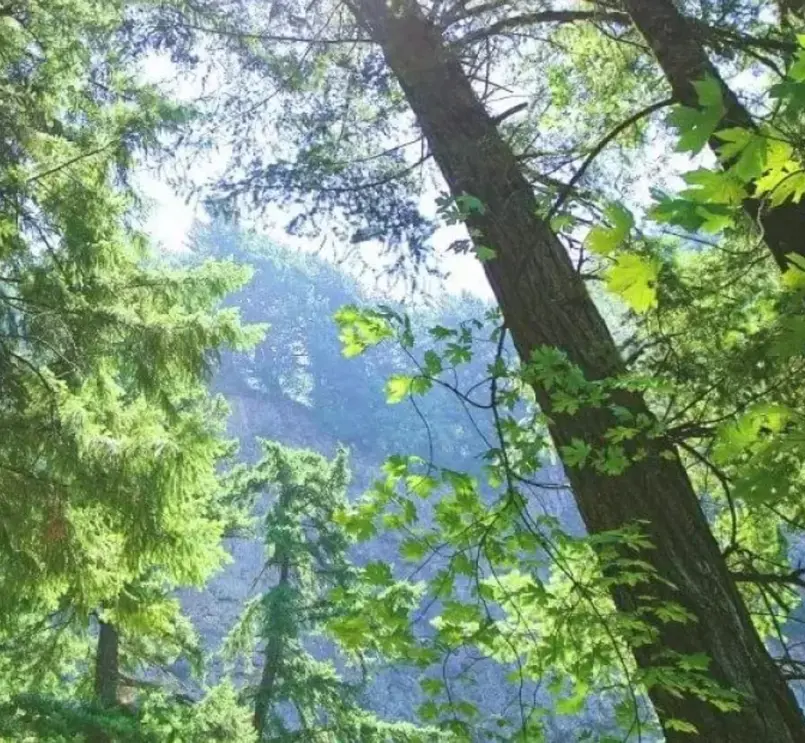 Вид на небо крізь дерева в лісі