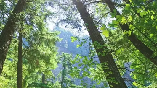 Вид на небо крізь дерева в лісі