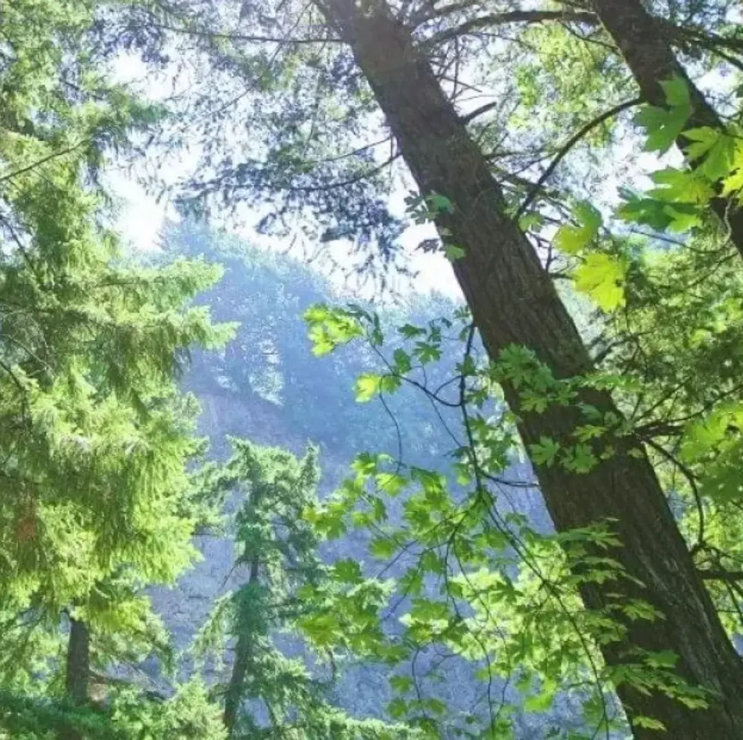 Вид на небо крізь дерева в лісі