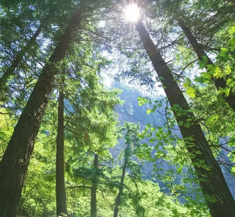 view of the sky through trees in a forest