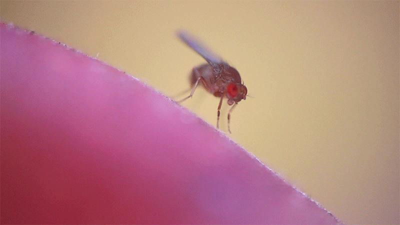 Fruit fly sitting on an apple