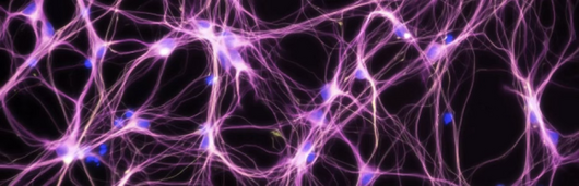 neural web