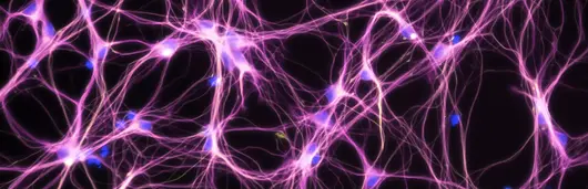 neuron imagen