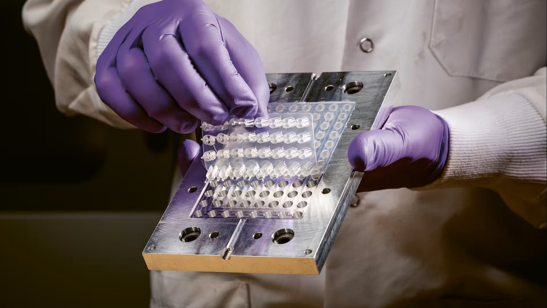 Researcher wearing purple nitrile gloves carefully handling a multi-well laboratory plate used for high-throughput biological screening