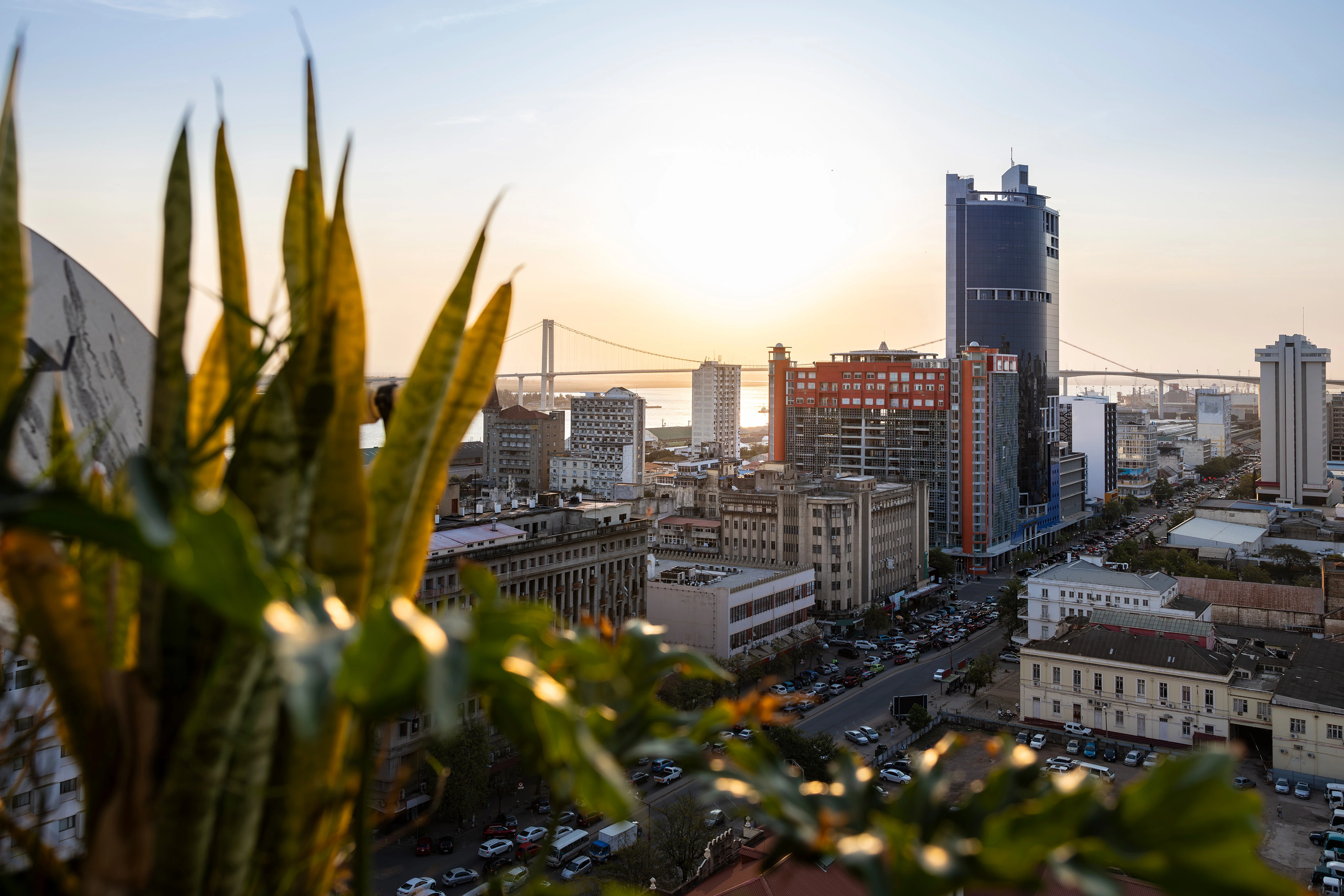 Sunset over city skyline with plants in the foreground