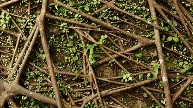 tree roots with green leaves image_0